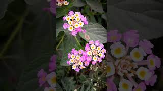 বুনোফুলের সৌন্দর্য #shorts #nature #beautiful #flowers