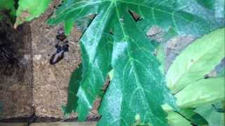 Green Bottle Blue (Chromatopelma cyaneopubescens) sling eating a lobster roach