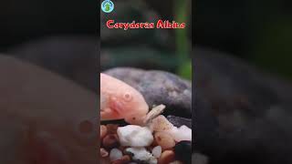 Info 5 Ikan Corydoras yang jadi idola#corydoras#ikancorydoras#ikanpembersih#ikanaquarium