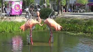 Les Jolis Flamants Roses