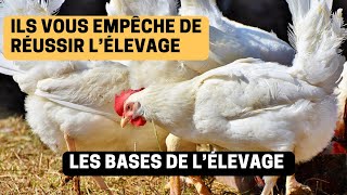 Les meilleurs techniques pour réussir l’élevage de poules locales ( aviculture)