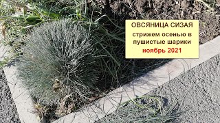 Овсяница сизия. Стрижем осенью в пушистые шарики.