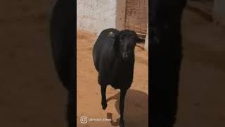 أكبر حولي🐏 الدمان الملكية🥇