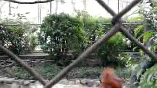 CONOCIENDO EL ZOOLOGICO