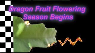 Dragon Fruit Flowering Season Begins in So Cal