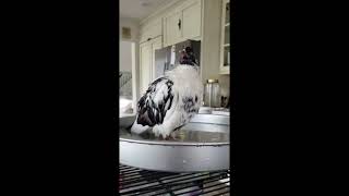 Pet pigeon roars