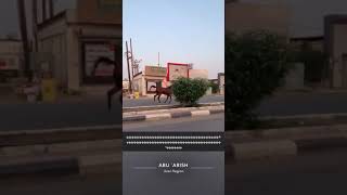 هروب خيول من نادي محافظه ابو عريش للفروسية(1)