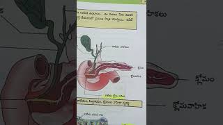 biology classes 12th zoology Pancreas.for tet&dsc.