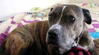 Buttery prose leads to dog drool on the guest bed