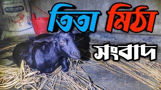 লুলু বুলুর আপডেট || এগ্রোতে নতুন সদস্য || Purbasha Agro