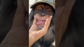 funny monkey 🙊 smiling #youtubeshorts #funnyvideo #youtube