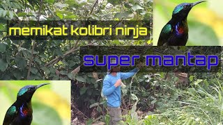 MEMIKAT KOLIBRI NINJA MENGUNAKAN LEM PULUT