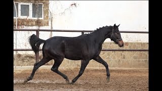 Гардарика (Генерал хх - Импресарио - Корнет Оболенский) 2016 г.р., УВП