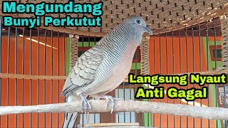 Perkutut lokal gacor  Mengundang bunyi Lawan pasti nyaut Anti gagal