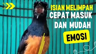 Murai Batu Isian Melimpah,Kretekannya Ampuh Memancing Emosi Murai Batu Lain