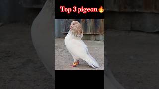 Top 3 pigeon 🔥👑🇮🇳|| kabootar lover🥰❤ || #shorts #pigeon