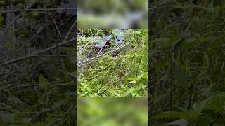 Alligator Scavenging For Food At Brazos Bend State Park 🐊