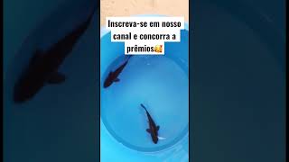 Lote Carpa negra #criacao #tendencias #viral #sitio #virais #lago #dance #asmr #tiktok