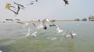 Zind e Safar Drajen | Balochi Song | Sea Veiw Pasni Balochistan