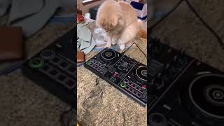 Dj Gatu