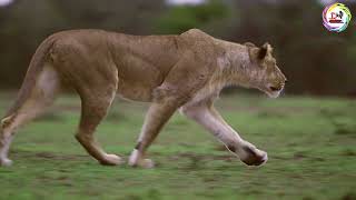 Lioness Prowling