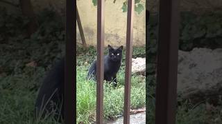 #romania #puma #pantera #cat #blackcat #black #pisica #miti #pet #pets #friend