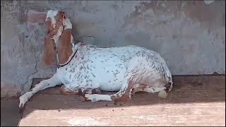 goats farming