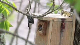 White-breasted Nuthatch breeding activity