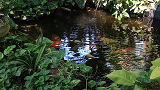 Kolam depan rumah