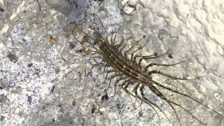 Spinnenläufer (Scutigera coleoptrata) auf meinem Balkon