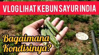 Kebun sayur India, bagaimana kondisinya?