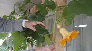 Pompoenplant geleiden over rek | Pumpkin grows vertically