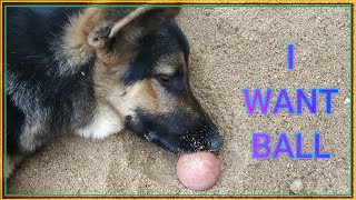 German shepherd (Bruno) playing with ball