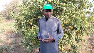 Lansana Goudiaby nous explique l'importance de l'horticulture.