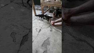 AYAM VS ANJING #dog #ayam #ayamwarnawarni #shortvideo #shorts #anjing