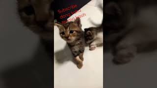 anak anak kucing persia #kucingcomel #kucinganggora #kucinglucu #kucingimut #kucing