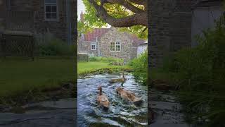 The tales of Beatrix Potter, as told by my garden 🐸 #garden #ducks #cottage