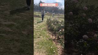 Rose Festival 2024 #shortsfeed #youtubeshorts #rosefestival #chandigarh #rose