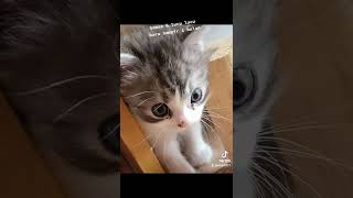 lucu lucunya baru umur 2 minggu sudah pintar gaya #gemesin #anakkucinglucu #catviral