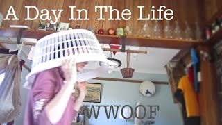 A day in the life of a WWOOFer