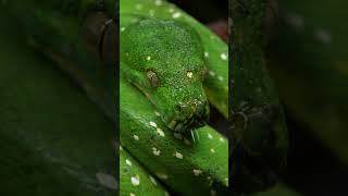 vantara Meet this Emerald Beauty: The Green Tree Python. #vantara #greentreepython #wildlife