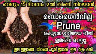 വീട്ടിൽ ബോഗൈൻവില്ലേ ഉണ്ടോ? അടുത്ത മാസം തിങ്ങി നിറയും കൊടുക്ക് /bogainville flowering boost/malayalam