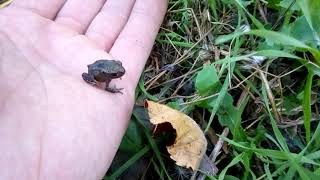 Rencontre #5 Encore une petite Grenouille