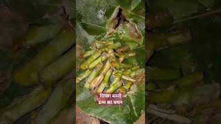 चरक में बताए गई पीच्छा बस्ती में क्या लेना उचित है ?#ayurvedic #health #healthy #viral #shorts