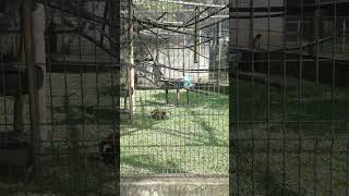 Macaco Prego  - Zoológico Municipal de Piracicaba - Paraíso da Criança. (Mar/2023)