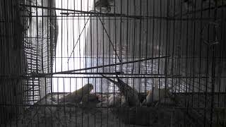 Adeeba birds farm & pets