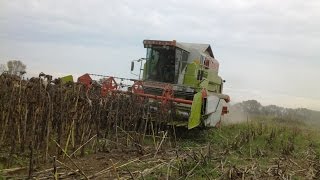 Sonnenblumen dreschen mit Claas Dominator 108 SL Maxi und Claas C510