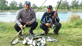 PALOMETAS EN NECOCHEA #pesca #spinning