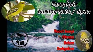 Suara burung sirtu / cipoh / cipow dan air mengalir #suaraburung #cipoh  #cipow