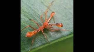 Ant Mimic Jumping spider. Description to know more. #mimicry #spider #bug